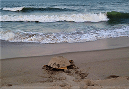 turtle hatchling 